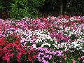 Dianthus / Dianthus deltoides